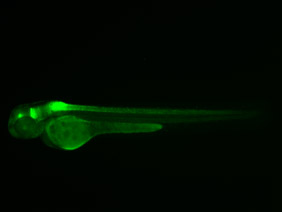 ED197 GFP 48h