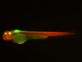 ED197 GFP/RFP 48h