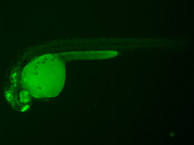 ED198 GFP 24h