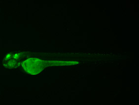 ED198 GFP 48h