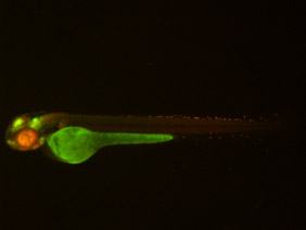 ED198 GFP/RFP 48h