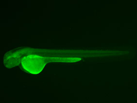 ED199 GFP 48h