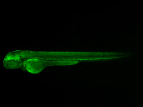 ED200 GFP 48h