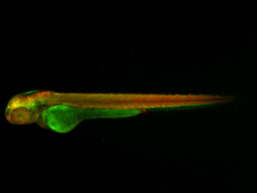 ED200 GFP/RFP 48h