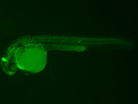 ED201 GFP 24h