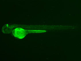 ED201 GFP 48h