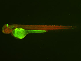 ED201 GFP/RFP 48h