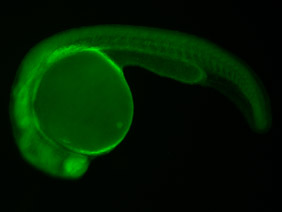ED202 GFP 24h