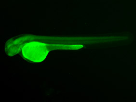 ED202 GFP 48h