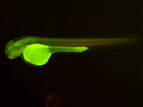 ED202 GFP/RFP 48h