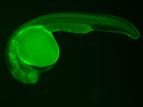 ED203 GFP 24h
