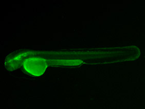 ED203 GFP 48h