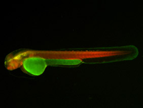 ED203 GFP/RFP 48h