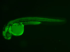 ED204 GFP 24h