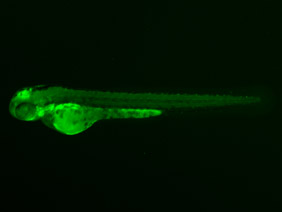 ED204 GFP 48h