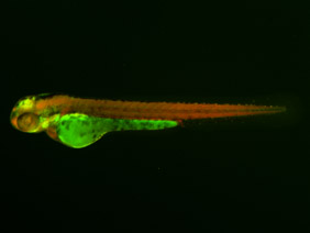 ED204 GFP/RFP 48h