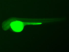 ED205 GFP 48h