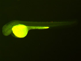 ED205 GFP/RFP 48h