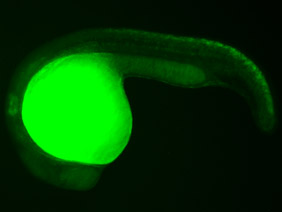 ED206 GFP 24h