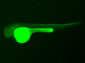 ED206 GFP 48h