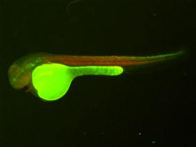 ED206 GFP/RFP 48h