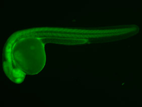 ED207 GFP 24h