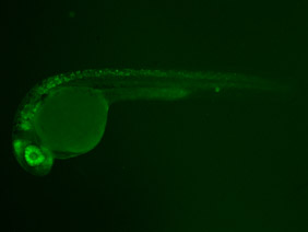 ED208 GFP 24h
