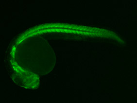 ED209 GFP 24h