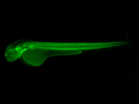 ED209 GFP 48h