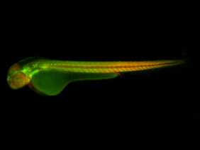 ED209 GFP/RFP 48h