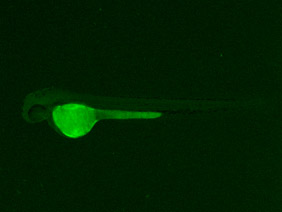 ED211 GFP 48h