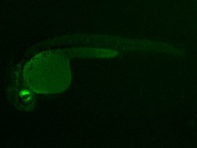 ED214 GFP 24h