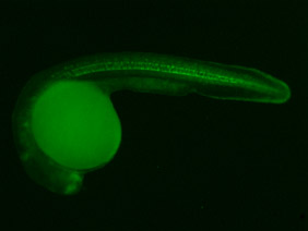 ED215 GFP 24h