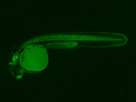 ED215 GFP 48h