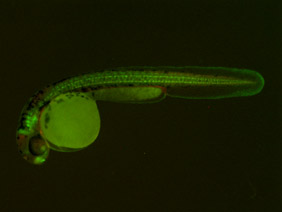 ED215 GFP/RFP 48h