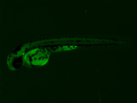 ED216 GFP 48h