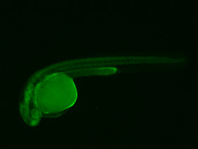 ED217 GFP 24h