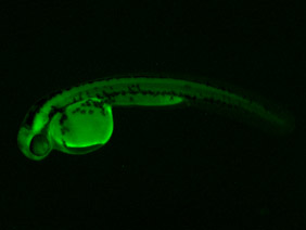 ED217 GFP 48h