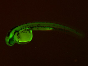 ED217 GFP/RFP 48h