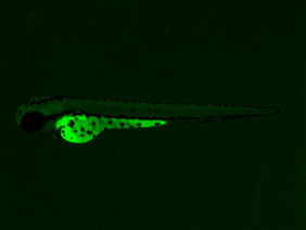 ED218 GFP 48h