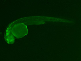 ED219 GFP 24h