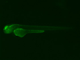 ED219 GFP 48h