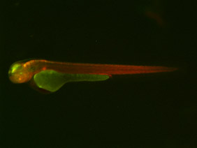 ED219 GFP/RFP 48h