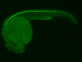 ED220 GFP 24h
