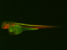 ED220 GFP/RFP 48h