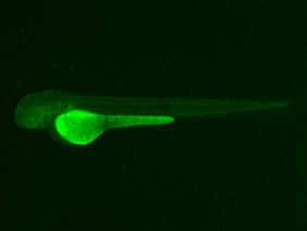 ED221 GFP 48h