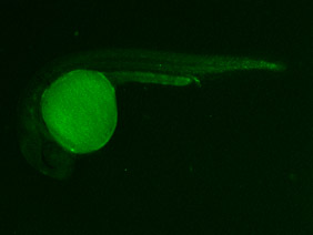 ED222 GFP 24h
