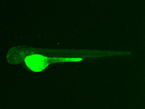 ED222 GFP 48h