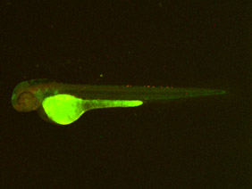 ED222 GFP/RFP 48h