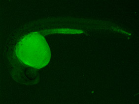 ED223 GFP 24h